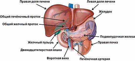 Stroenie-pecheni